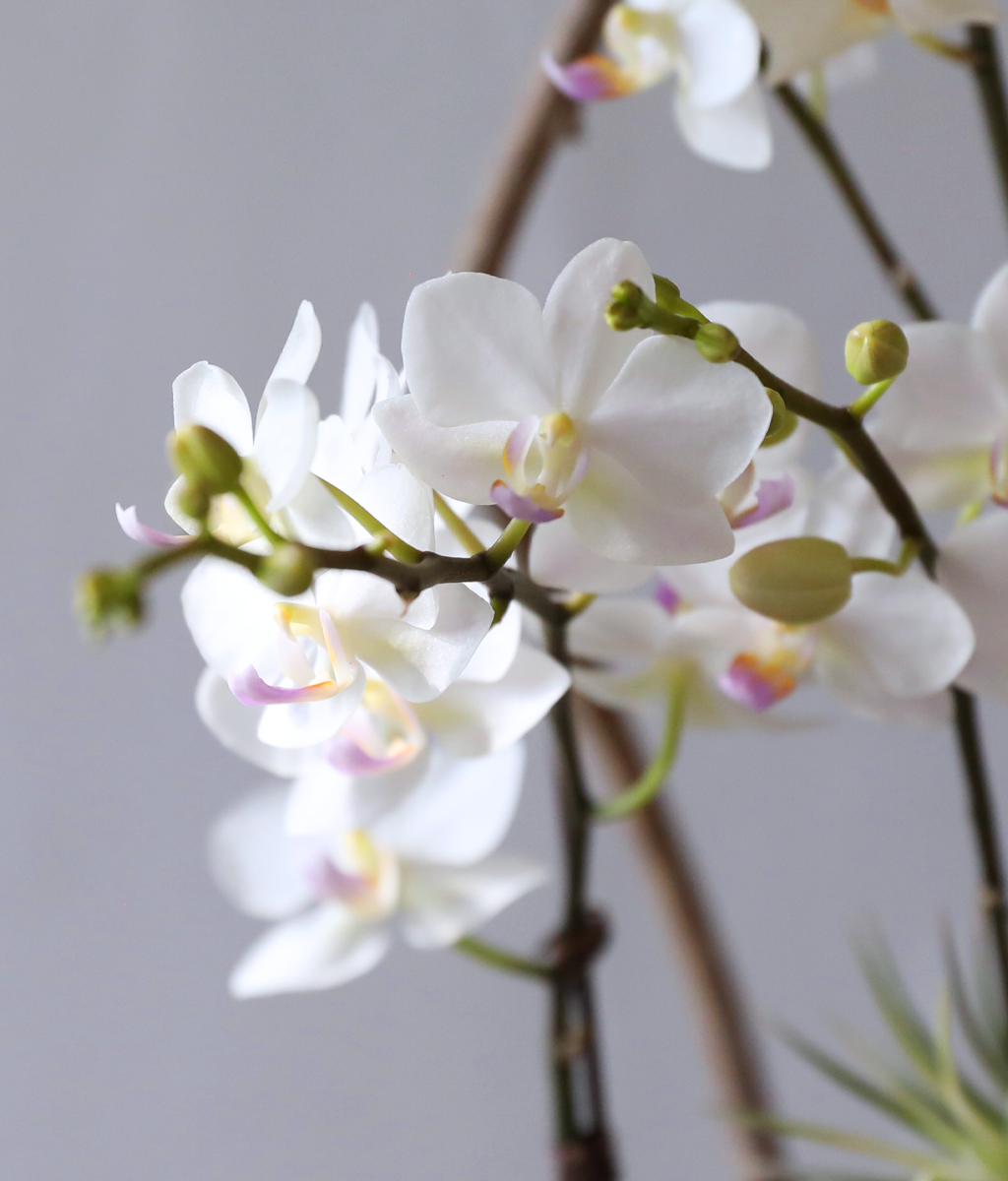 ������ �޹��� - ������ �� ���� �ɹ��