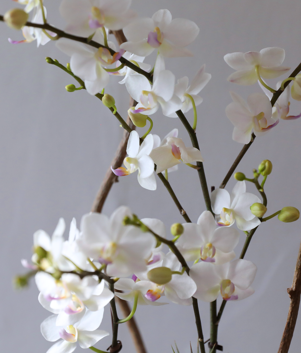 ������ �޹��� - ������ �� ���� �ɹ��