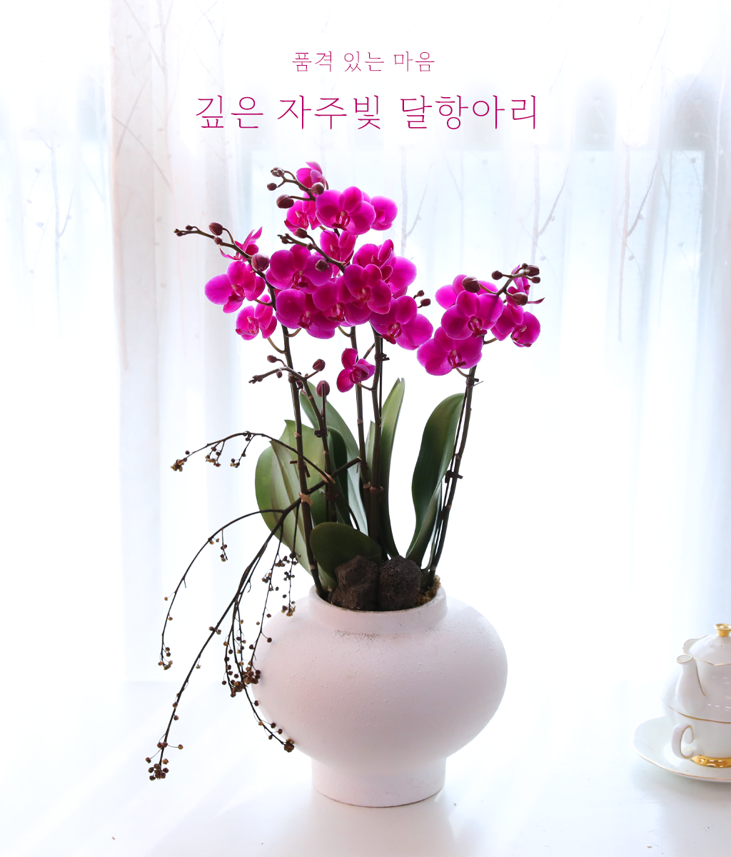 ���� ���ֺ� ���׾Ƹ� - ������ ��