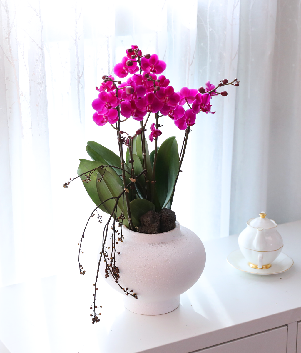 ���� ���ֺ� ���׾Ƹ� - ������ ��