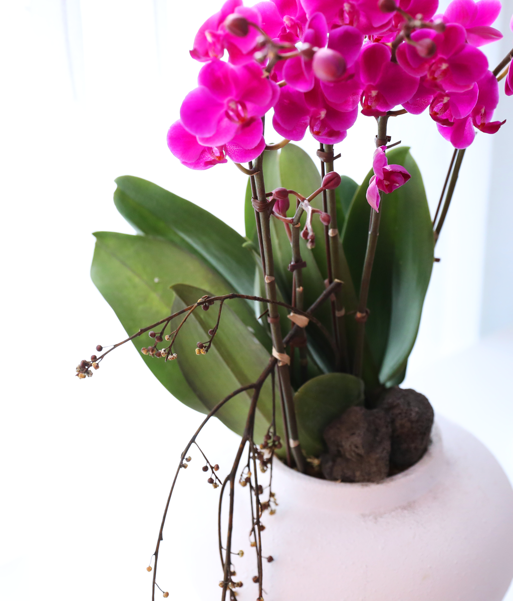 ���� ���ֺ� ���׾Ƹ� - ������ ��