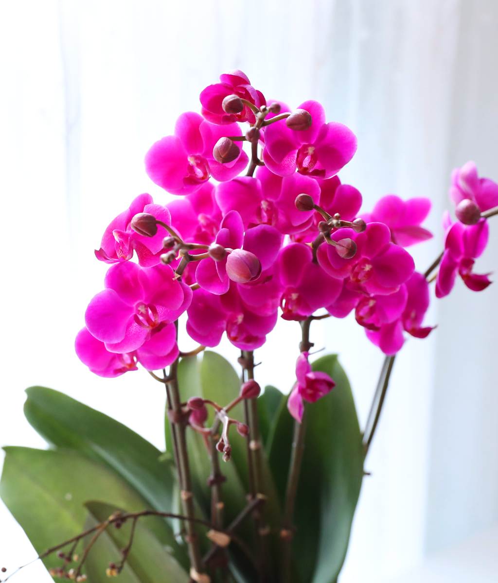 ���� ���ֺ� ���׾Ƹ� - ������ ��