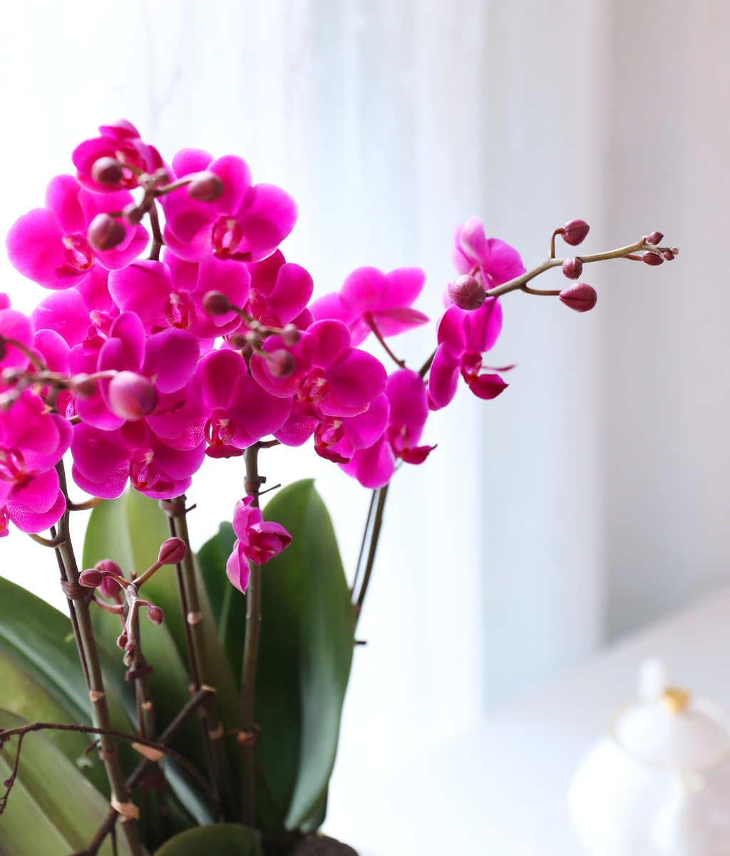 ���� ���ֺ� ���׾Ƹ� - ������ ��