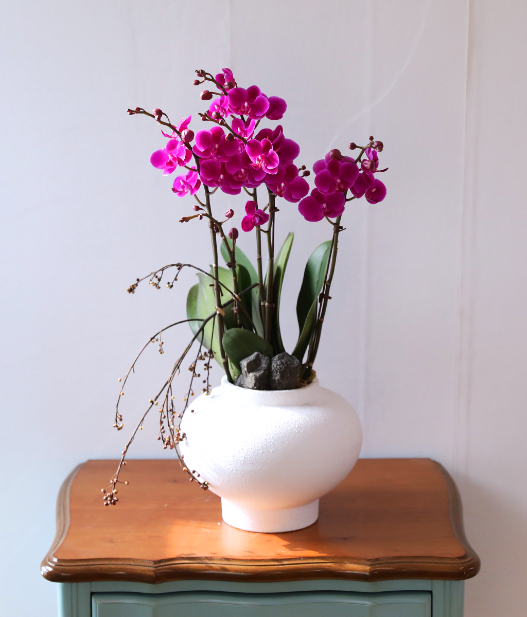 ���� ���ֺ� ���׾Ƹ� - ������ ��