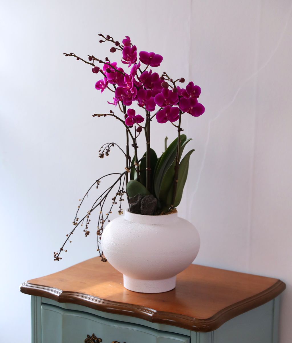 ���� ���ֺ� ���׾Ƹ� - ������ ��