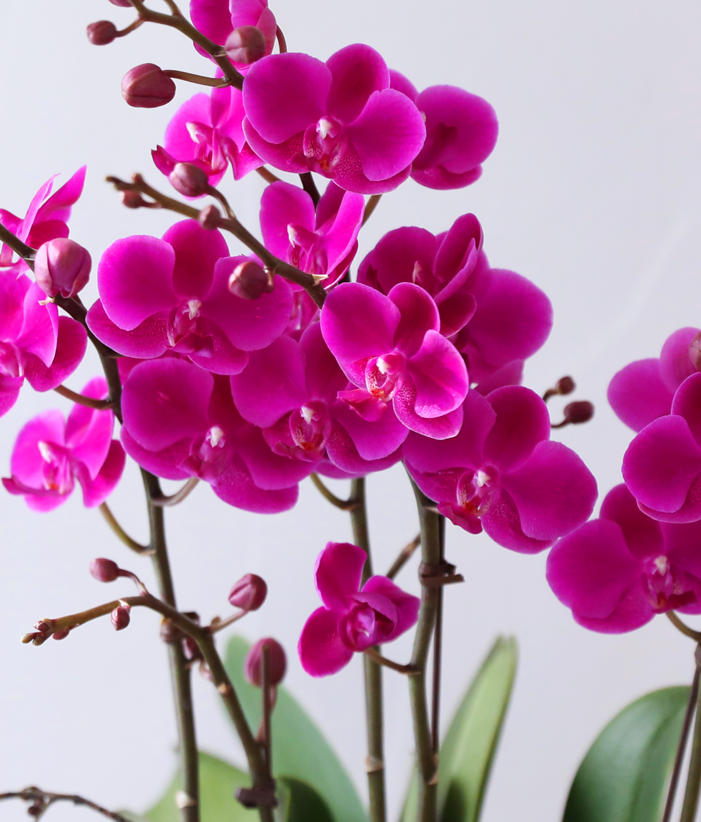 ���� ���ֺ� ���׾Ƹ� - ������ ��