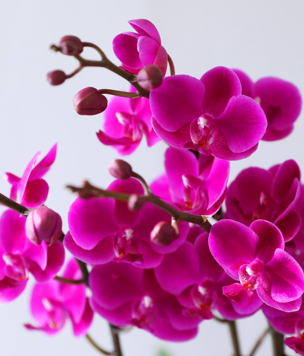 ���� ���ֺ� ���׾Ƹ� - ������ ��