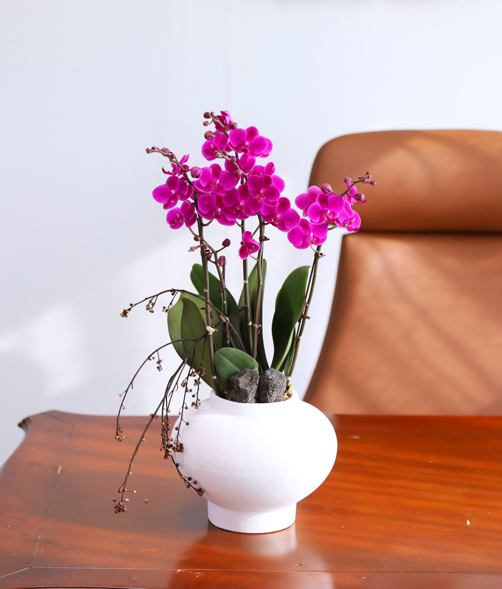 ���� ���ֺ� ���׾Ƹ� - ������ ��