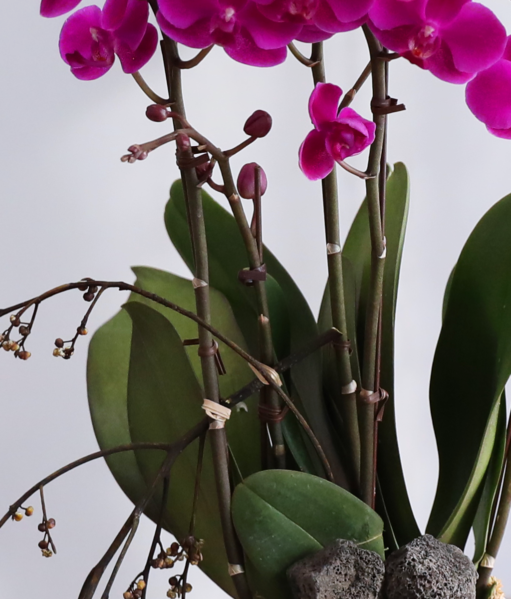 ���� ���ֺ� ���׾Ƹ� - ������ ��