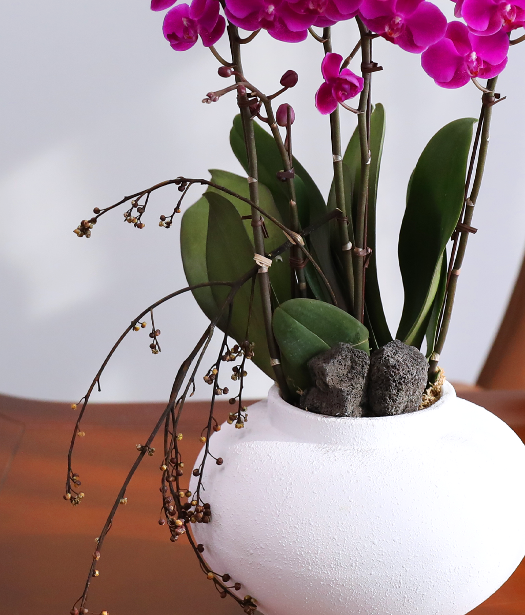 ���� ���ֺ� ���׾Ƹ� - ������ ��