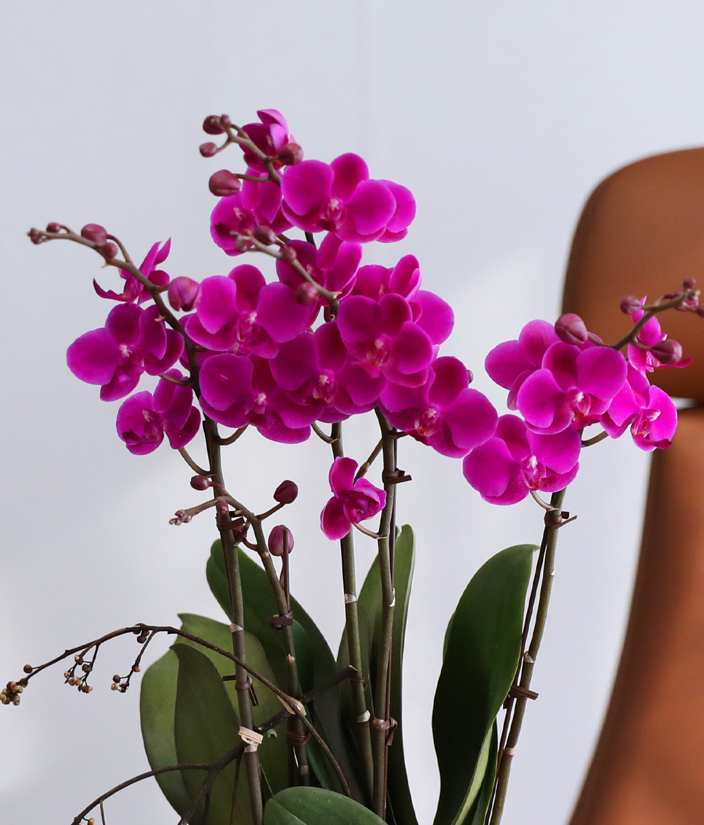 ���� ���ֺ� ���׾Ƹ� - ������ ��