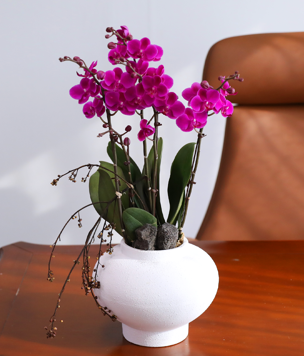 ���� ���ֺ� ���׾Ƹ� - ������ ��