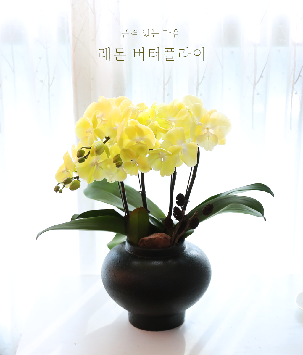 ���� �����ö��� - ������ �� ���� �ɹ��