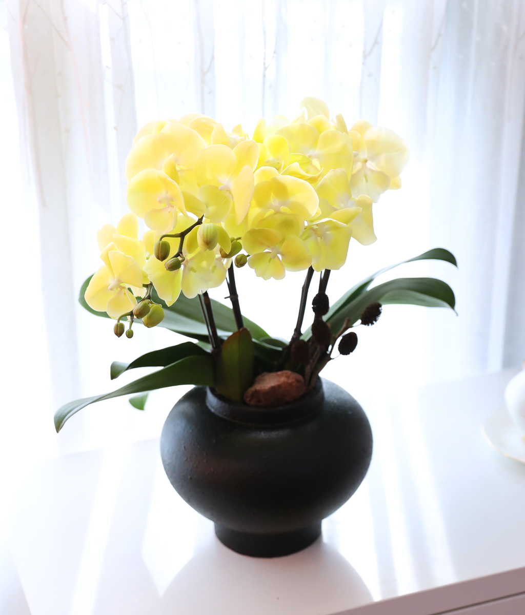 ���� �����ö��� - ������ �� ���� �ɹ��