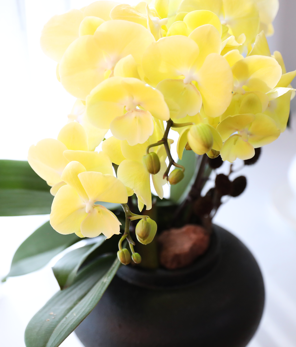 ���� �����ö��� - ������ �� ���� �ɹ��