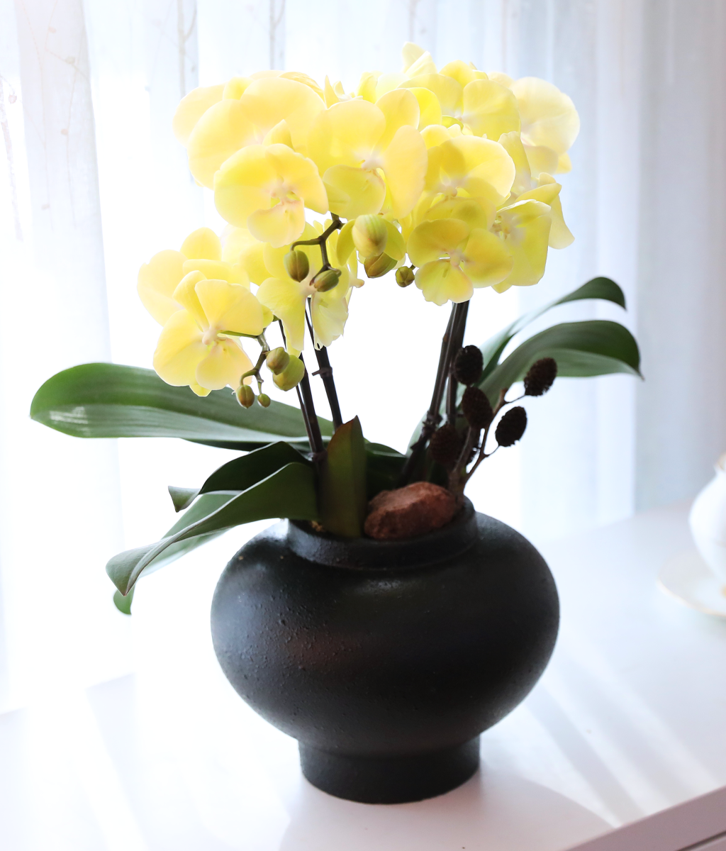 ���� �����ö��� - ������ �� ���� �ɹ��