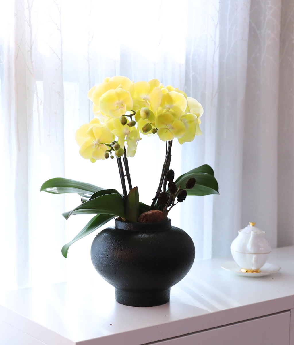 ���� �����ö��� - ������ �� ���� �ɹ��