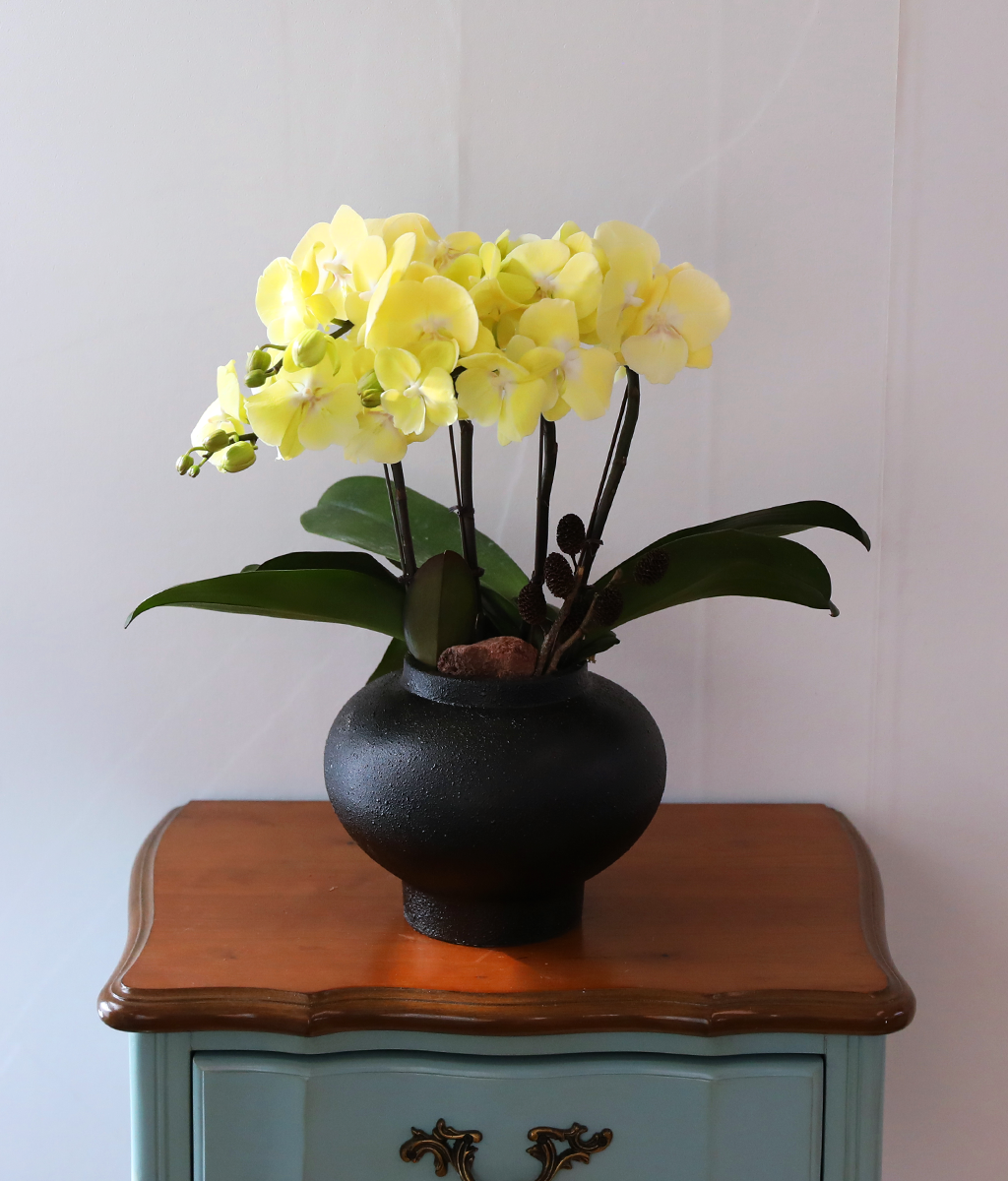 ���� �����ö��� - ������ �� ���� �ɹ��