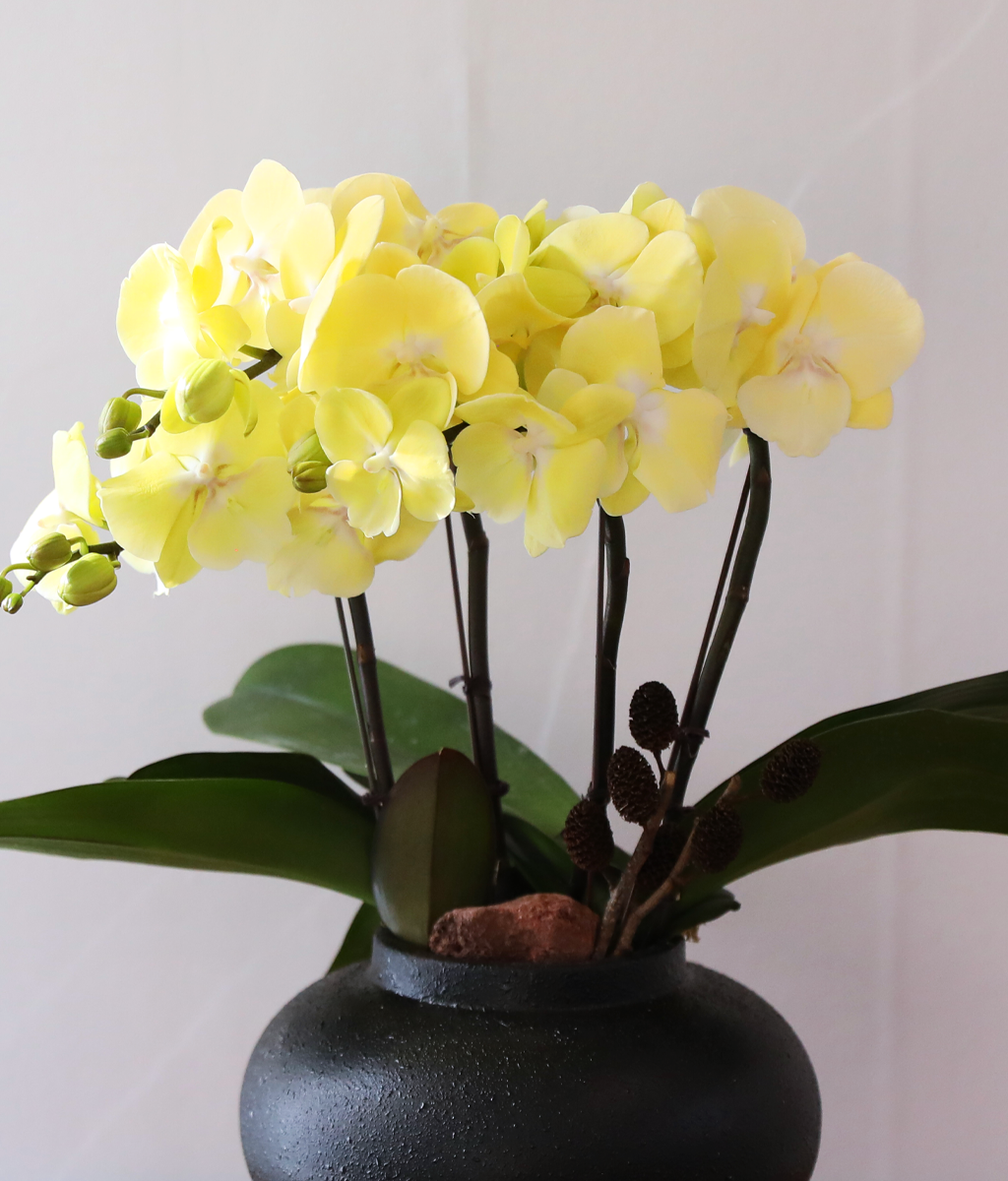 ���� �����ö��� - ������ �� ���� �ɹ��