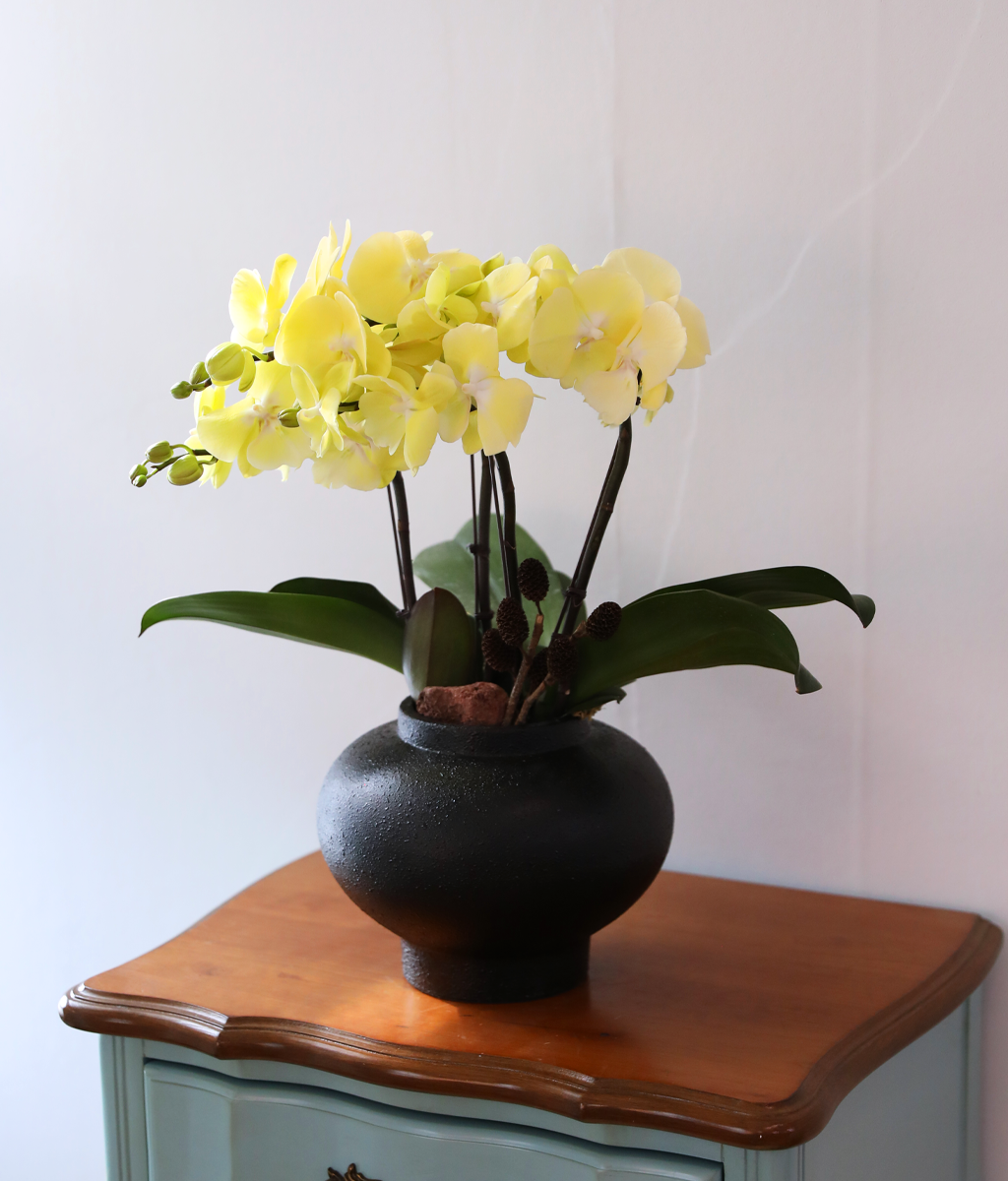 ���� �����ö��� - ������ �� ���� �ɹ��