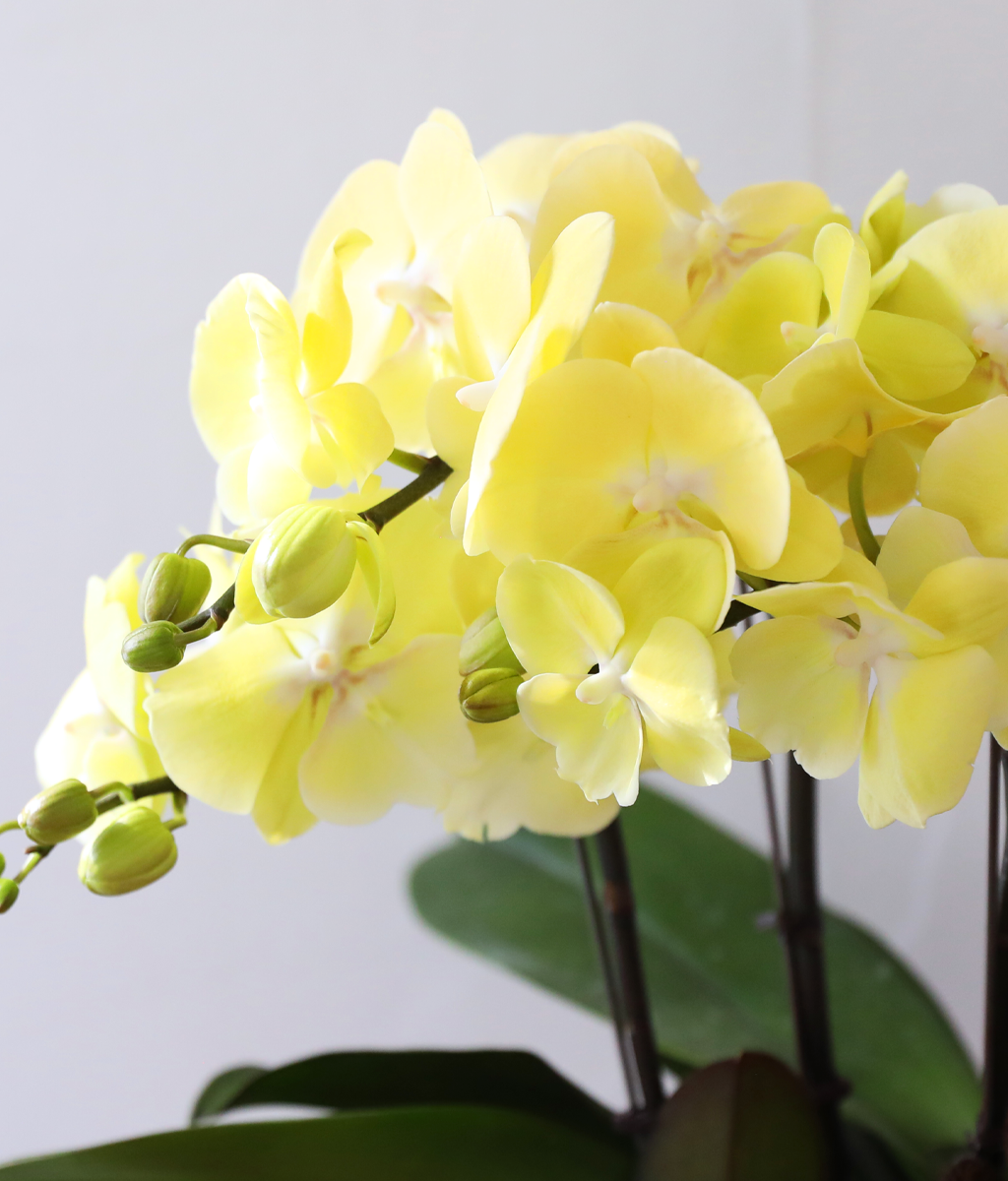 ���� �����ö��� - ������ �� ���� �ɹ��