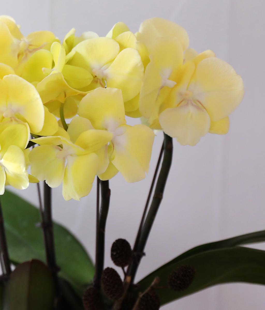 ���� �����ö��� - ������ �� ���� �ɹ��