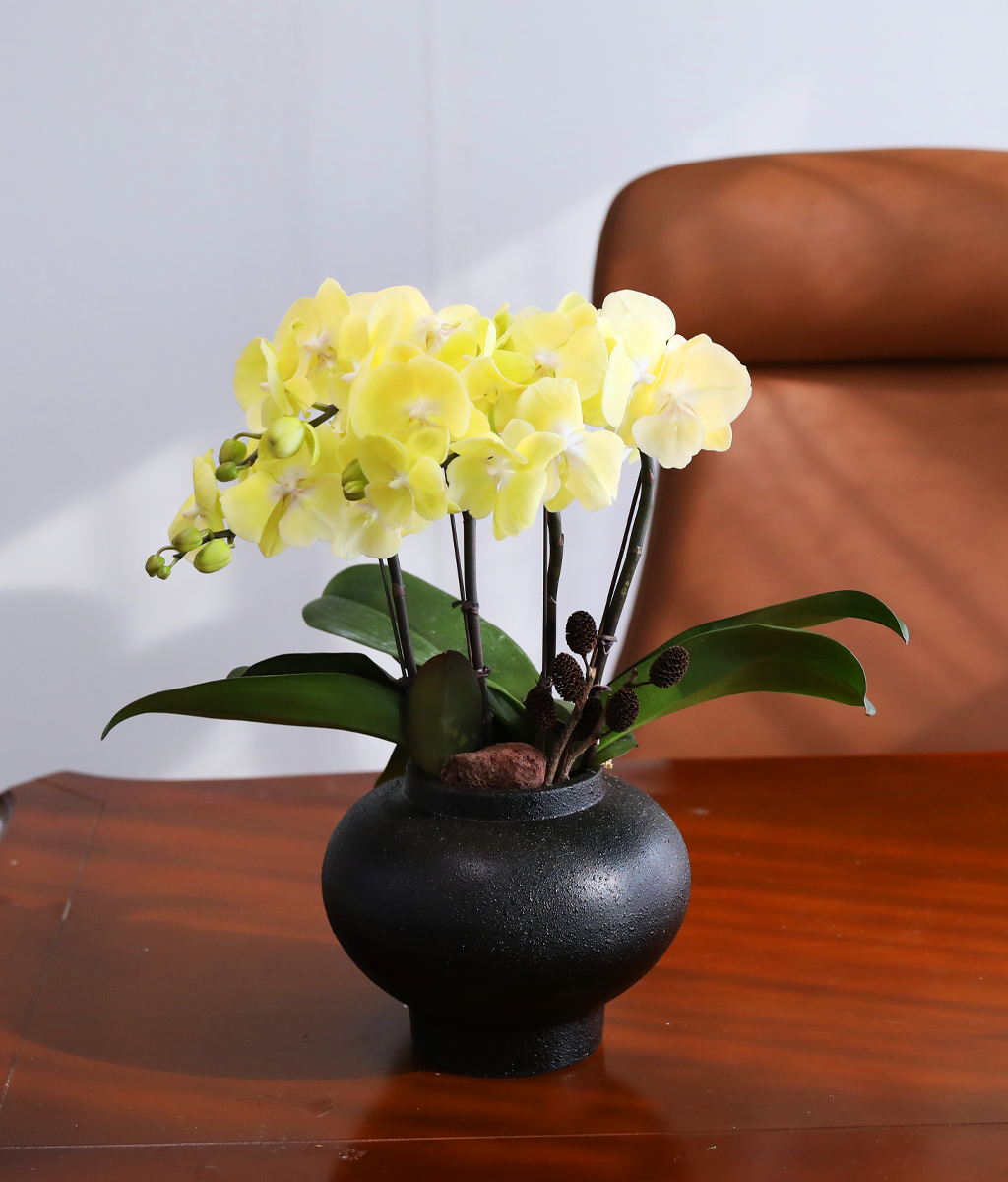 ���� �����ö��� - ������ �� ���� �ɹ��