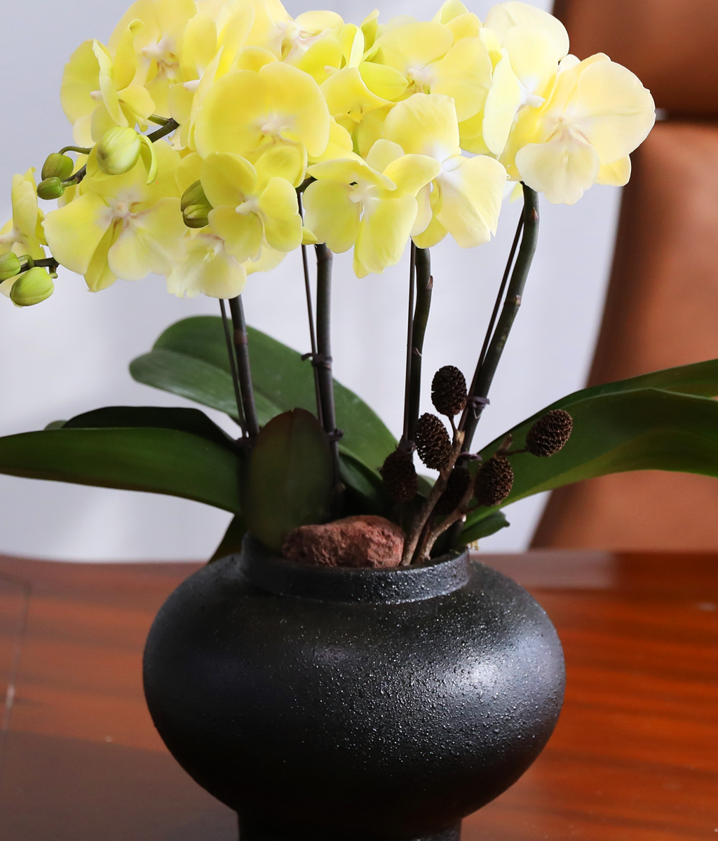 ���� �����ö��� - ������ �� ���� �ɹ��