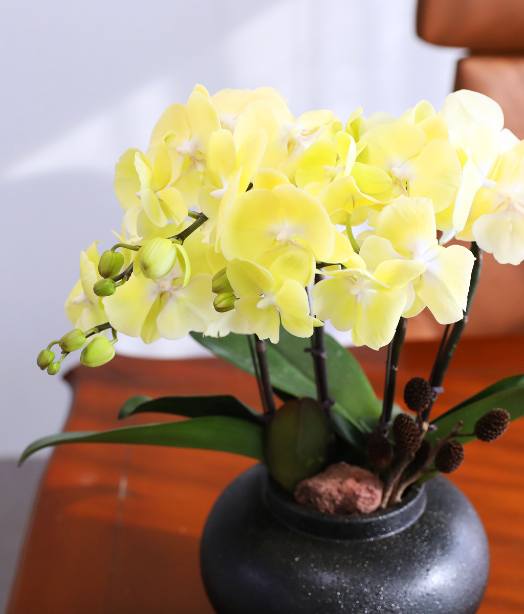 ���� �����ö��� - ������ �� ���� �ɹ��