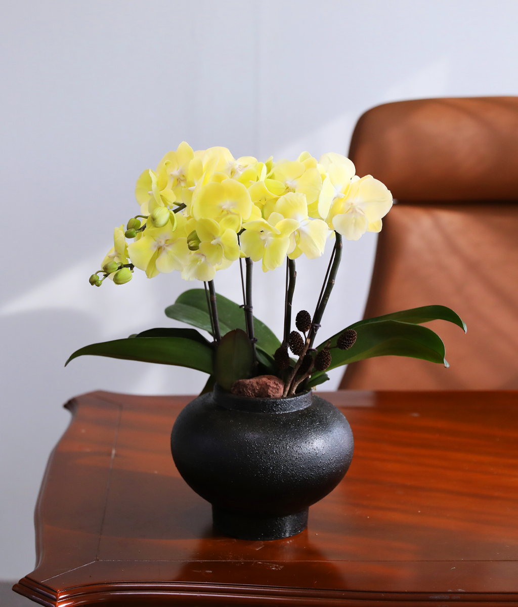 ���� �����ö��� - ������ �� ���� �ɹ��