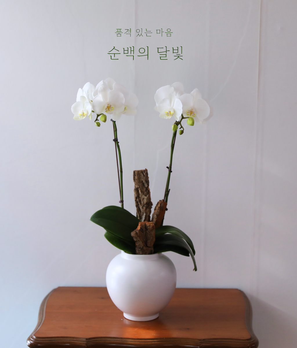 ������ �޺� - ������ �� ���� �ɹ��