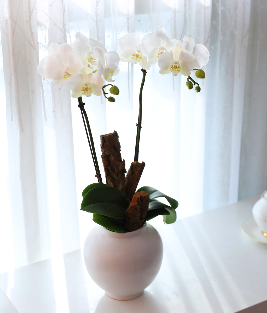 ������ �޺� - ������ �� ���� �ɹ��