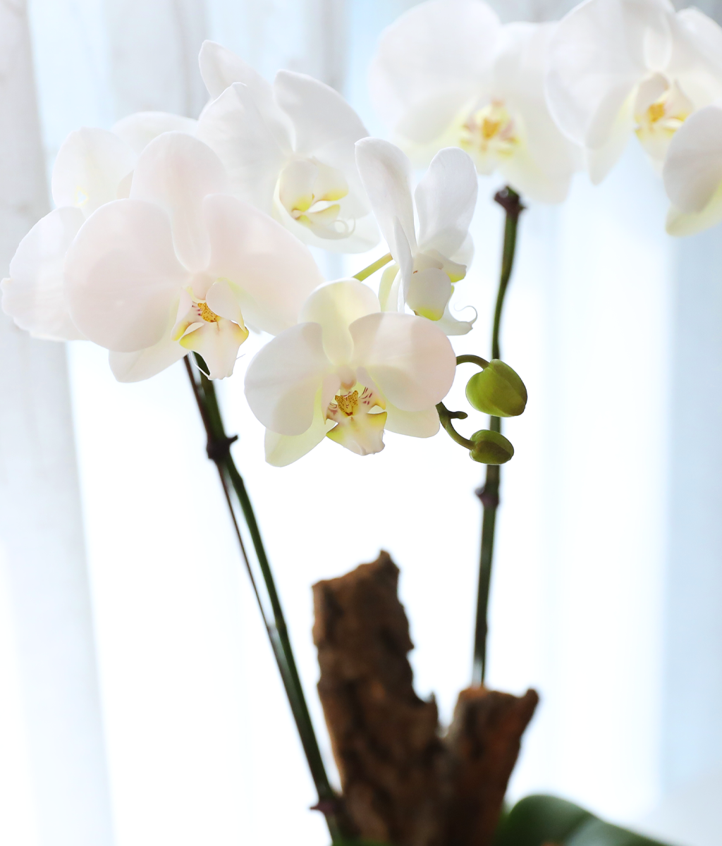 ������ �޺� - ������ �� ���� �ɹ��