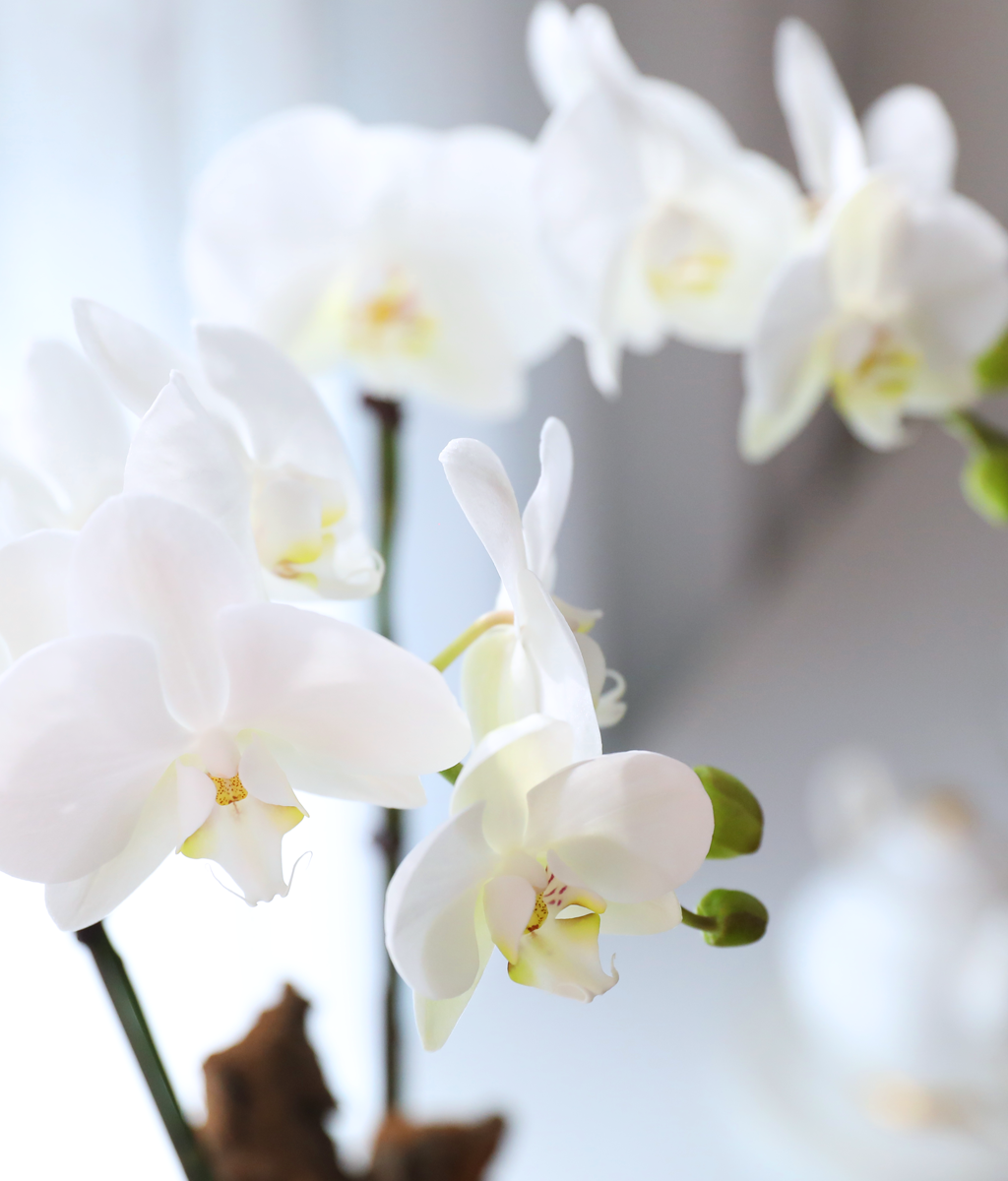 ������ �޺� - ������ �� ���� �ɹ��