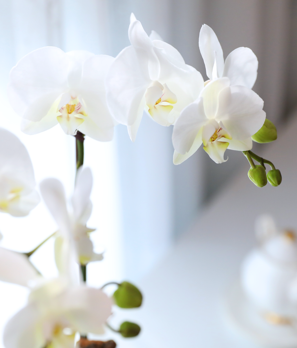 ������ �޺� - ������ �� ���� �ɹ��