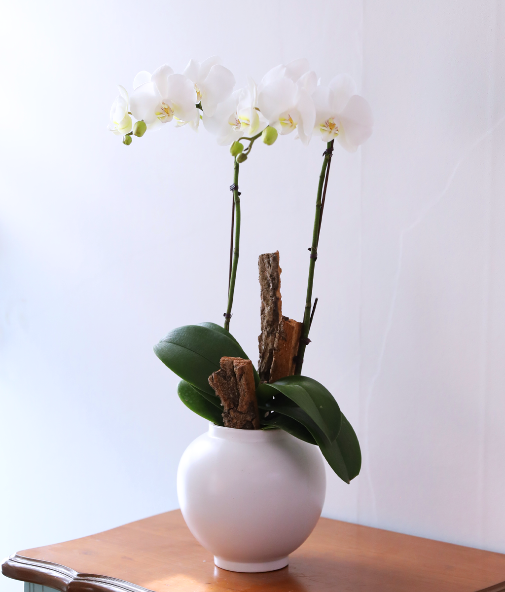 ������ �޺� - ������ �� ���� �ɹ��