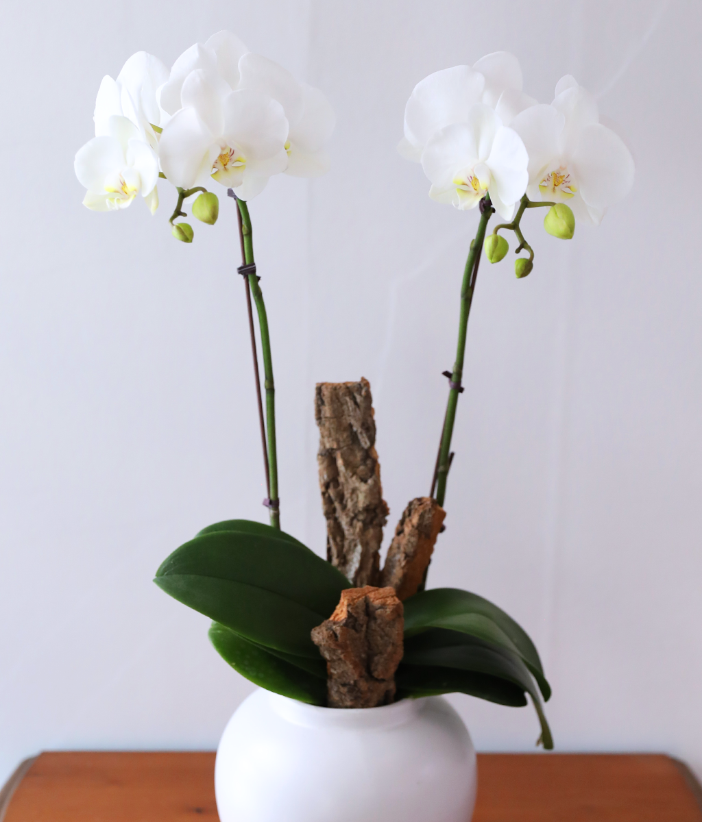 ������ �޺� - ������ �� ���� �ɹ��