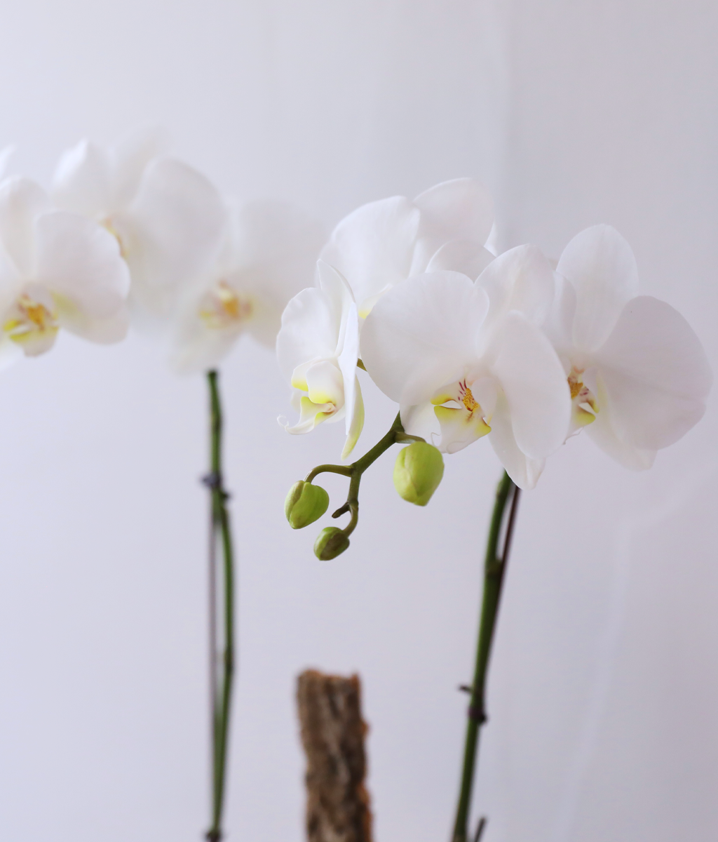 ������ �޺� - ������ �� ���� �ɹ��