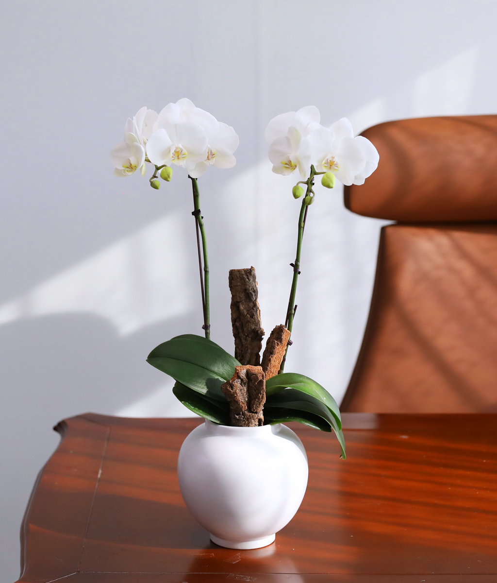 ������ �޺� - ������ �� ���� �ɹ��