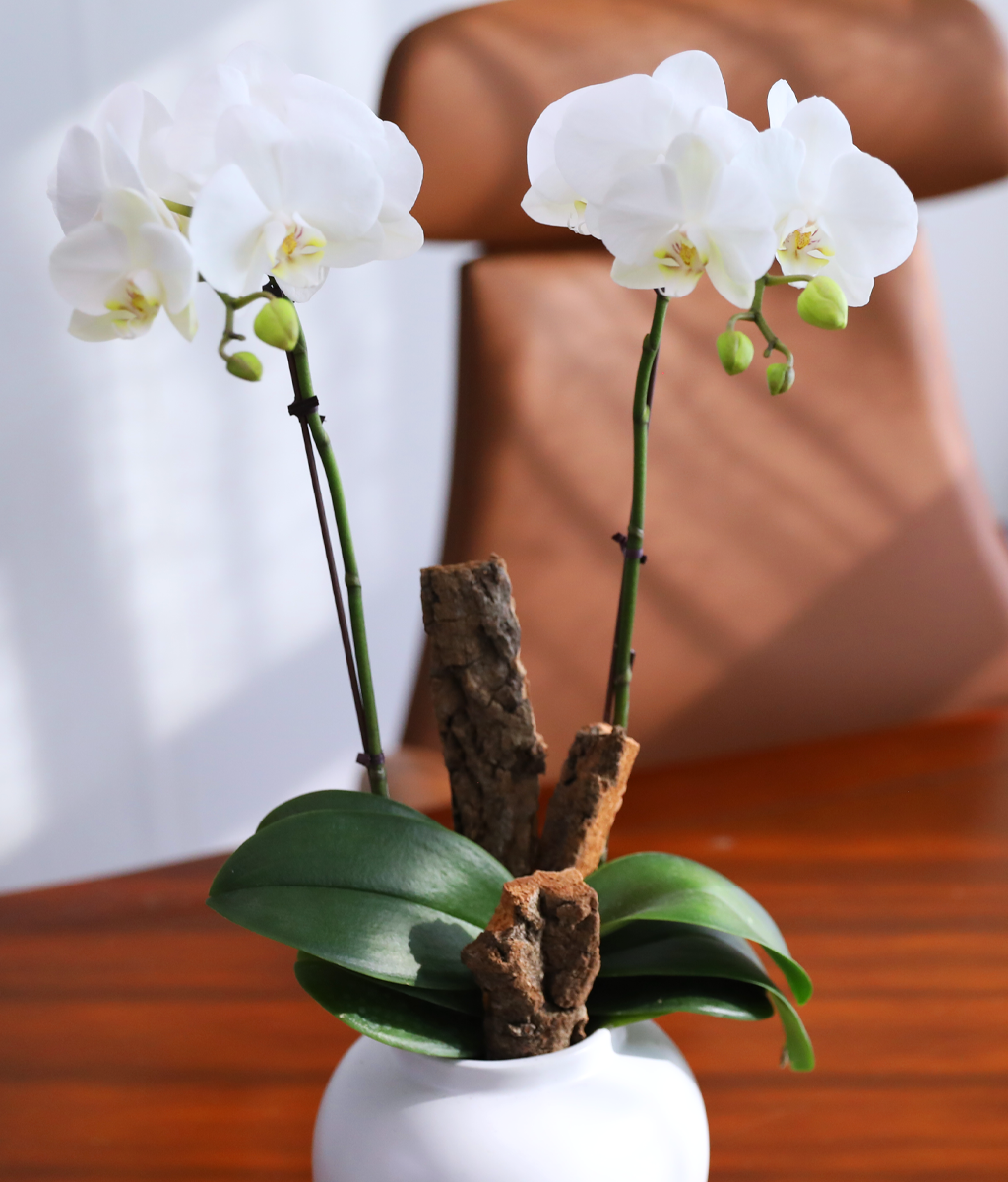 ������ �޺� - ������ �� ���� �ɹ��