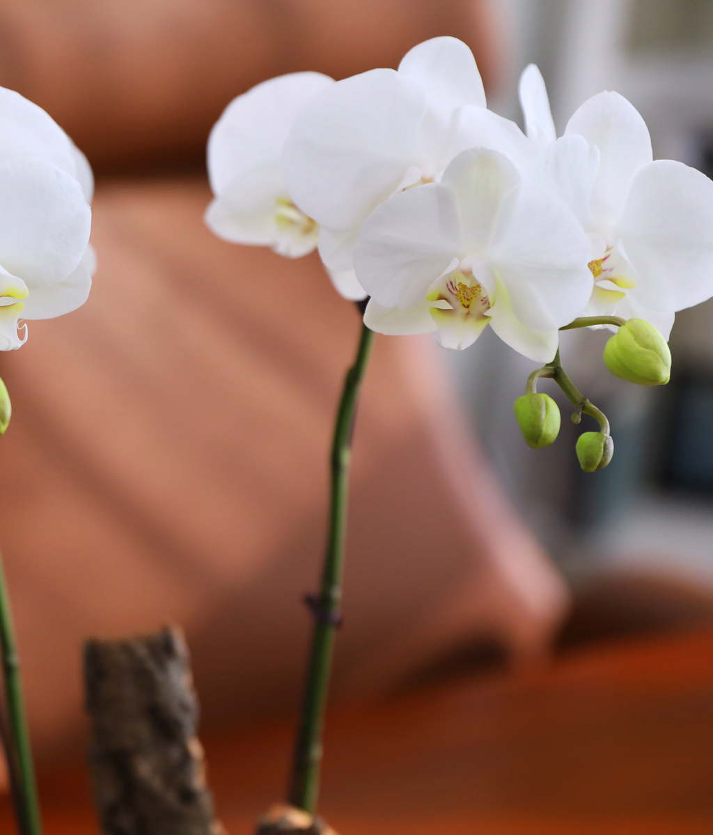 ������ �޺� - ������ �� ���� �ɹ��