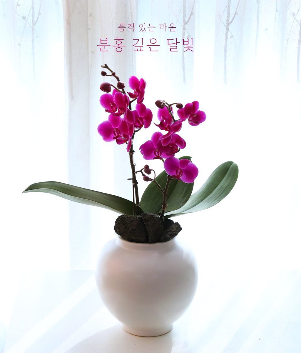 ��ȫ ���� �޺� - ������ �� ���� �ɹ��