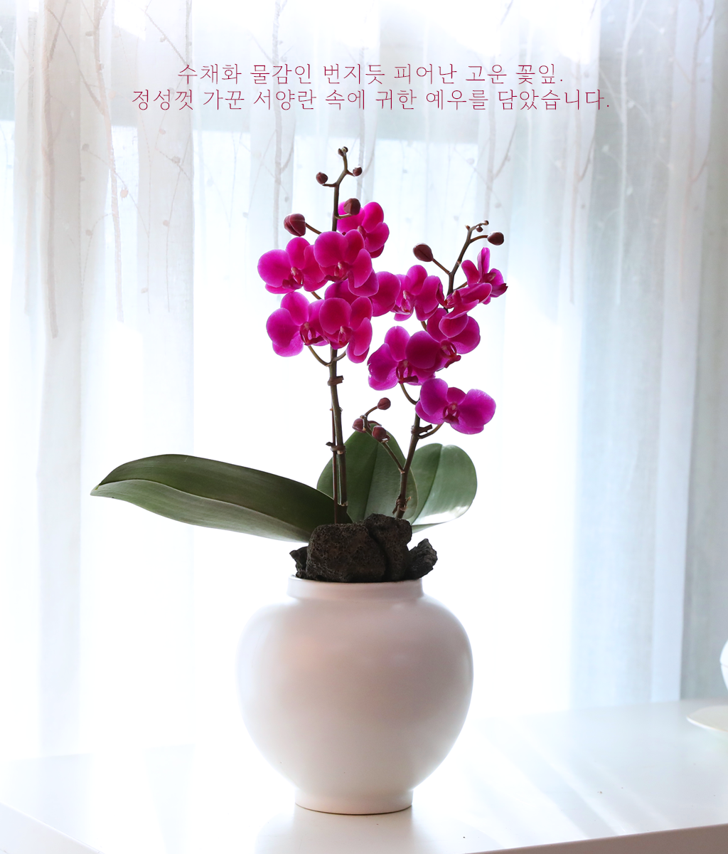 ��ȫ ���� �޺� - ������ �� ���� �ɹ��