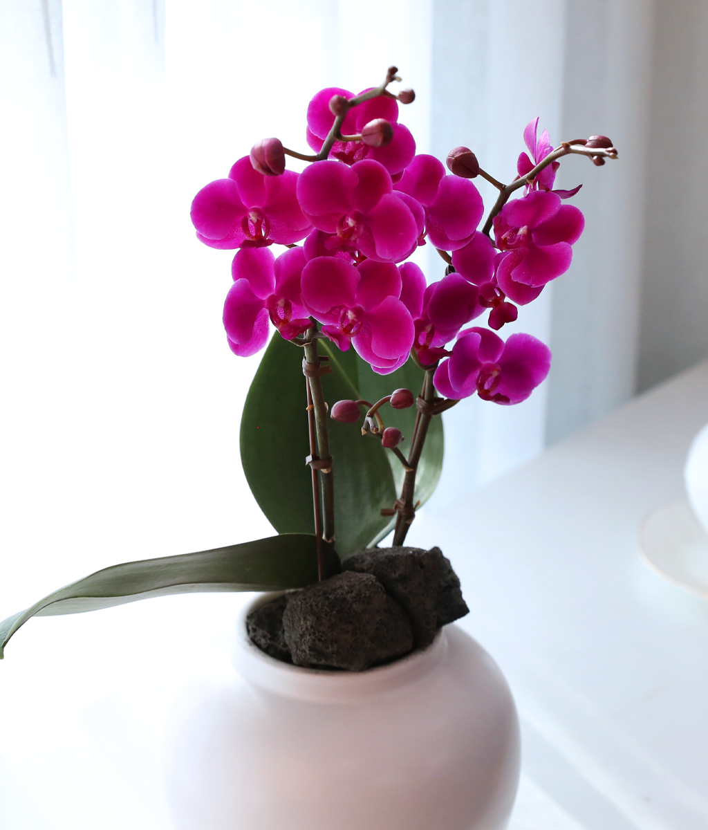 ��ȫ ���� �޺� - ������ �� ���� �ɹ��