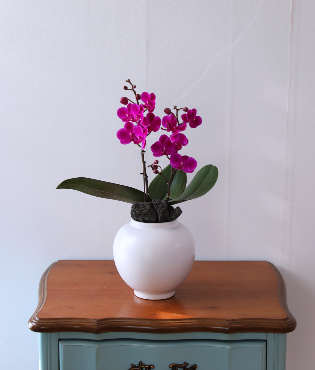 ��ȫ ���� �޺� - ������ �� ���� �ɹ��