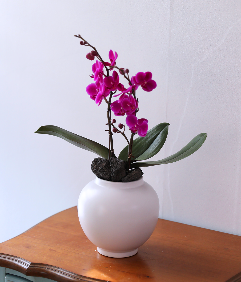 ��ȫ ���� �޺� - ������ �� ���� �ɹ��