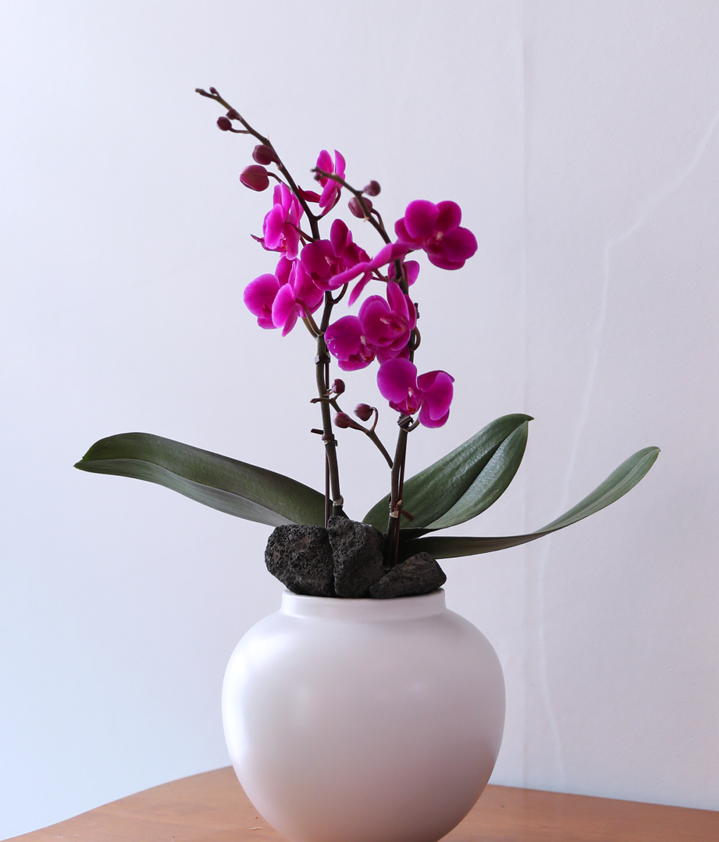 ��ȫ ���� �޺� - ������ �� ���� �ɹ��