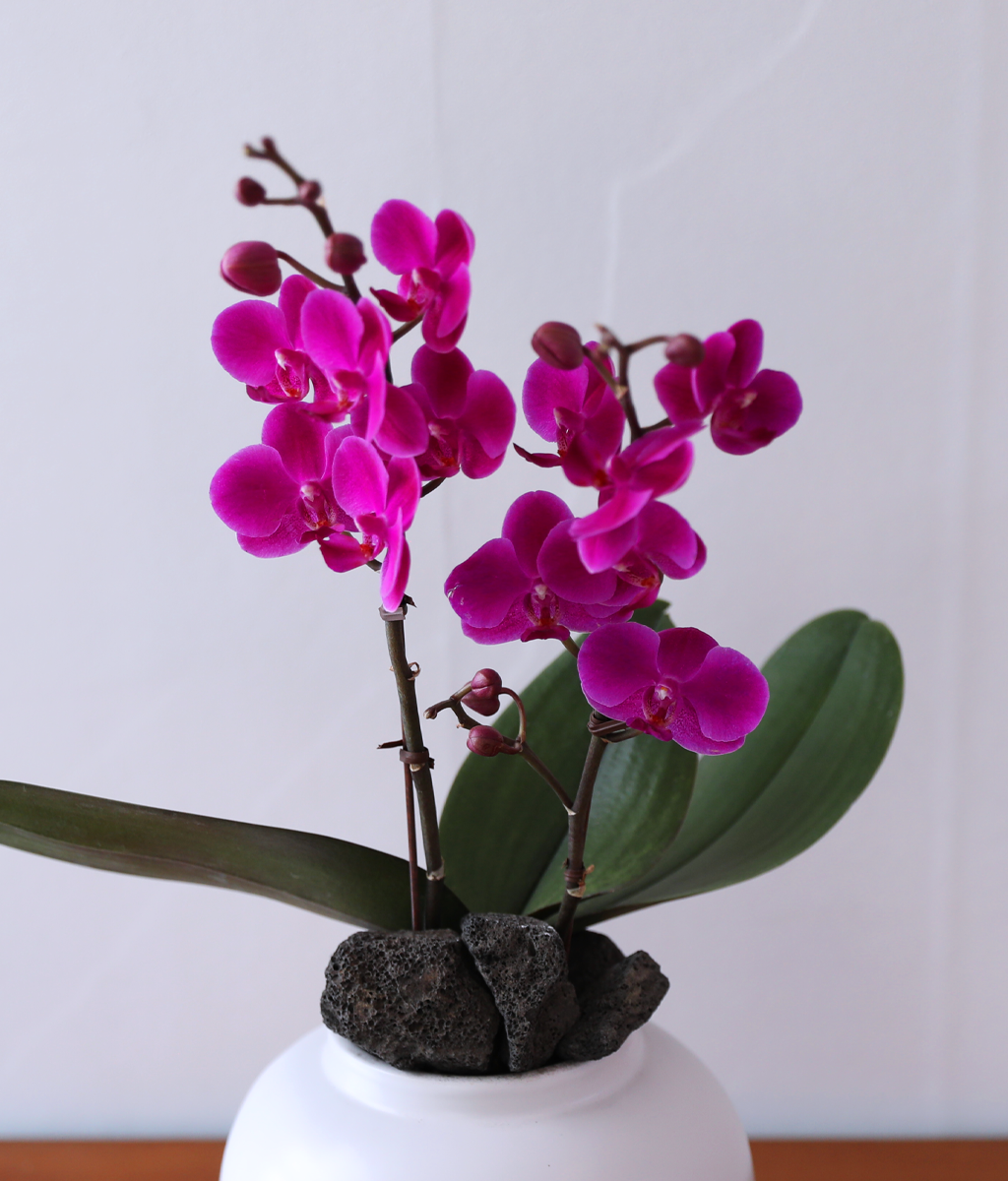 ��ȫ ���� �޺� - ������ �� ���� �ɹ��