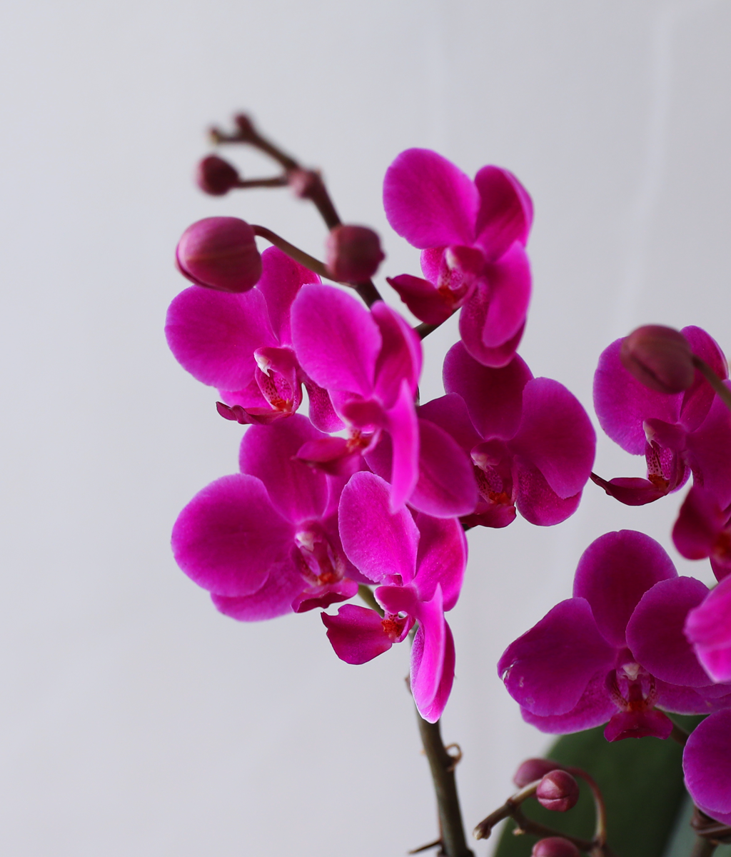 ��ȫ ���� �޺� - ������ �� ���� �ɹ��