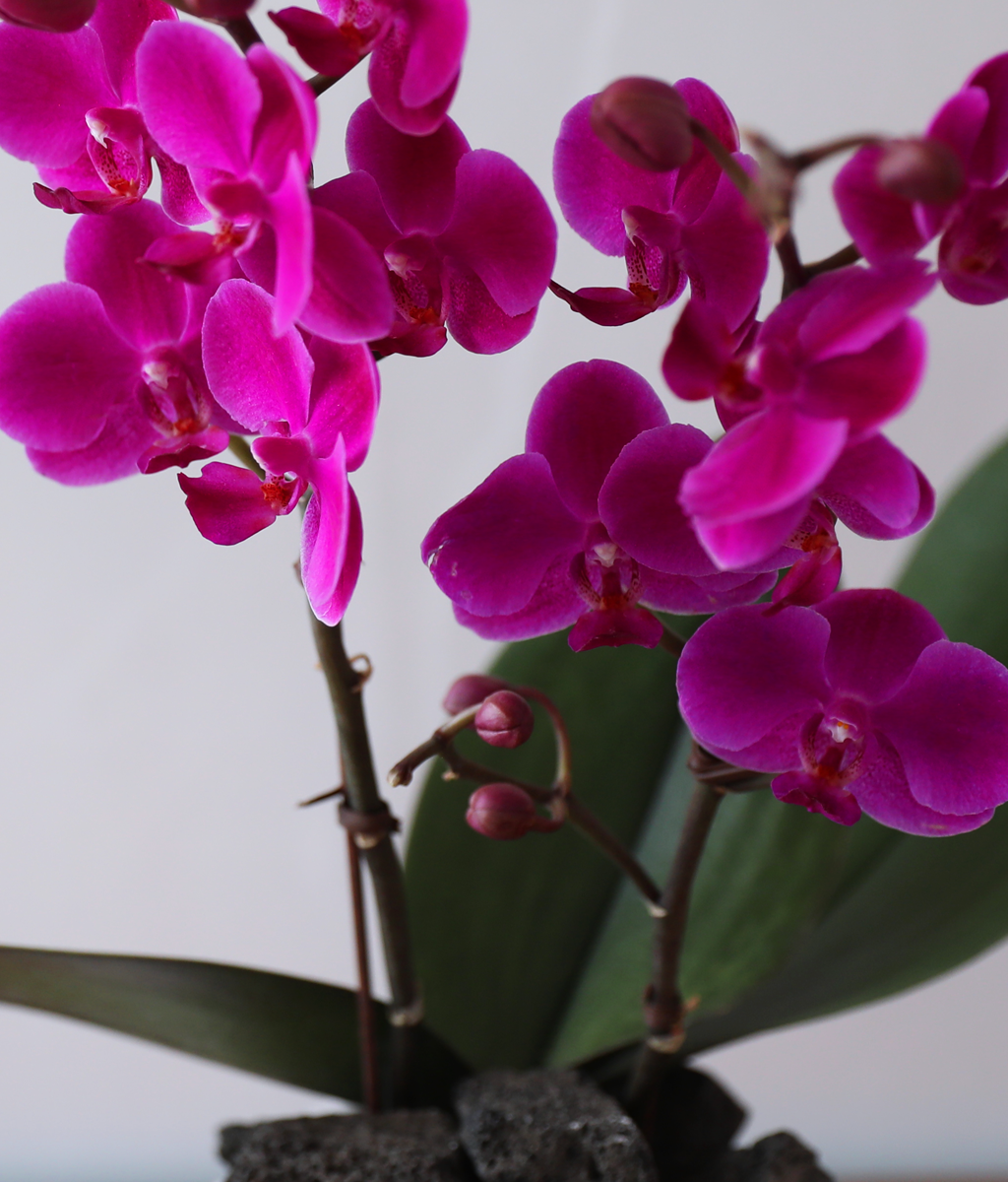 ��ȫ ���� �޺� - ������ �� ���� �ɹ��